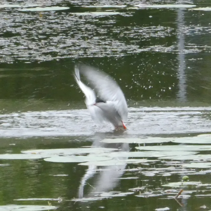 Common Tern