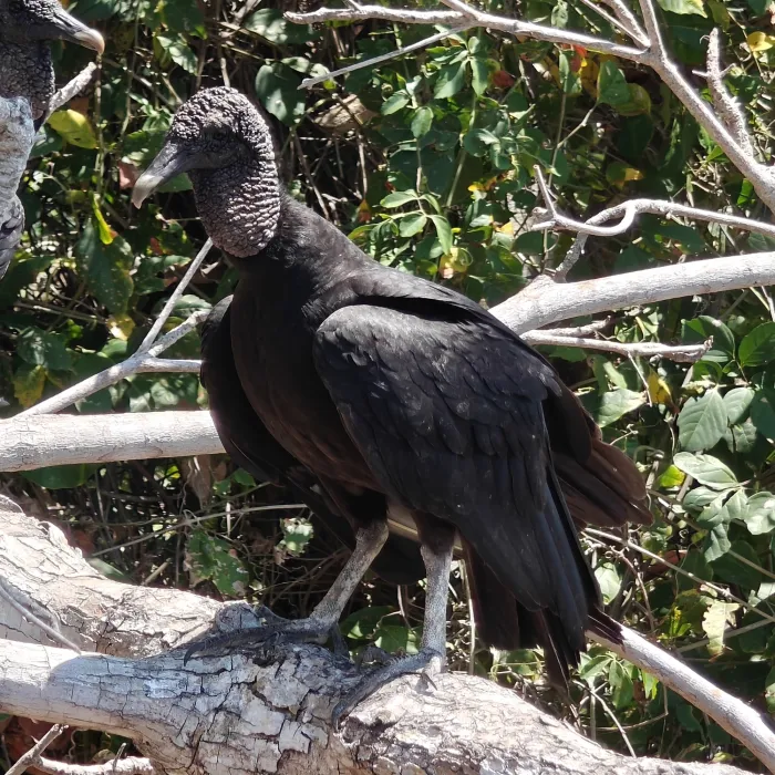 Spotted Black Vulture