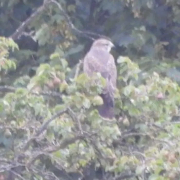 Waargenomen Buizerd