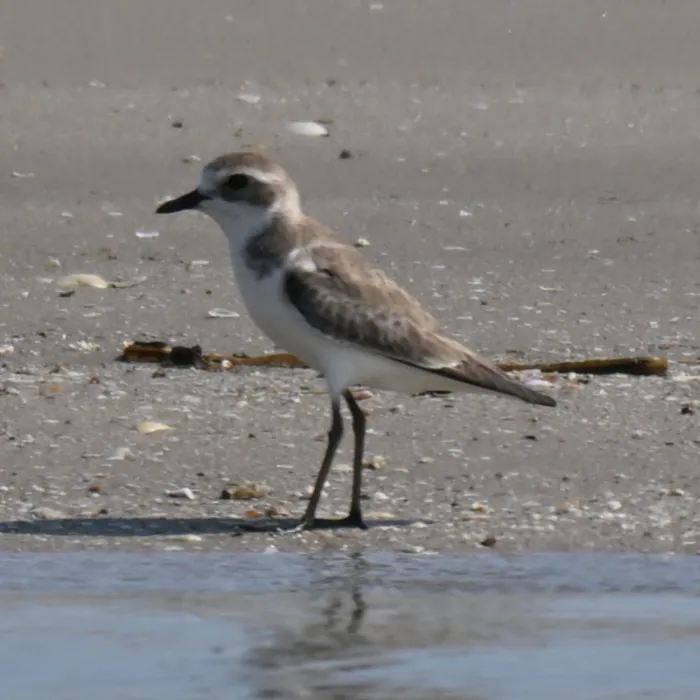 Gespotte Tibetaanse plevier