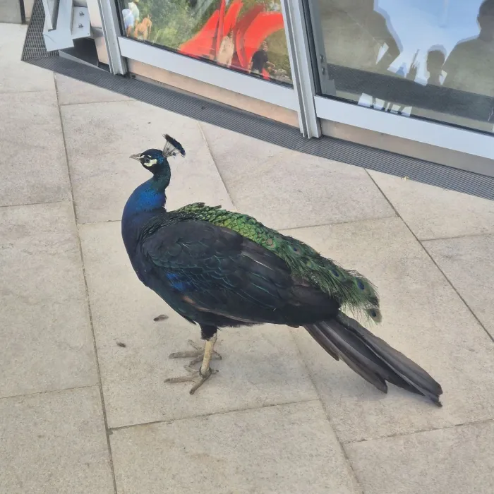 Spotted Indian Peafowl