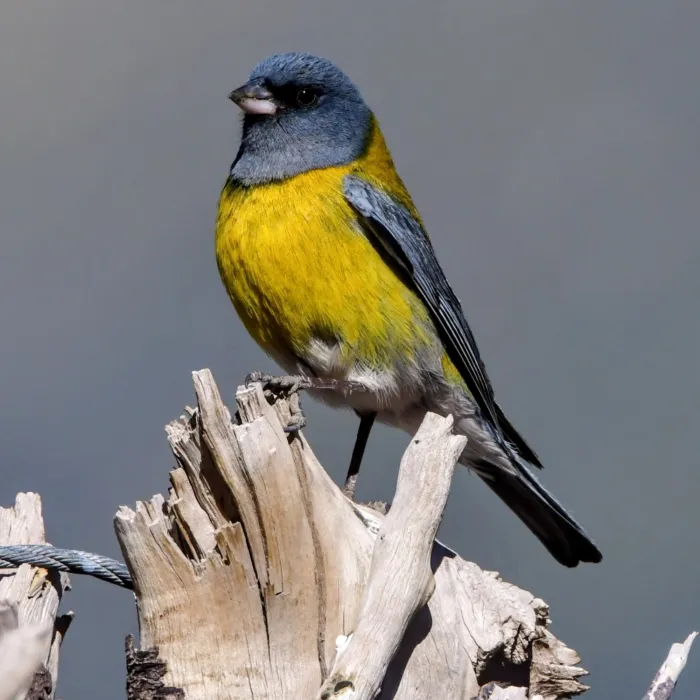 Spotted Gray-hooded Sierra Finch