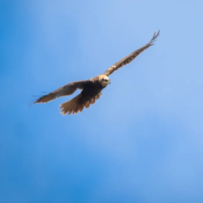 Gespotte Bruine kiekendief