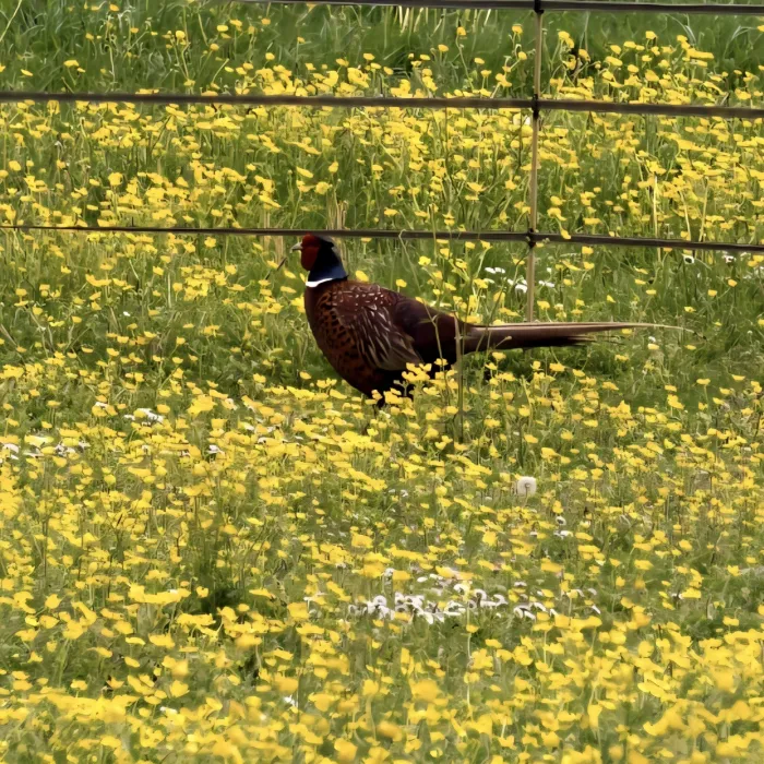 Spotted Ring-necked Pheasant