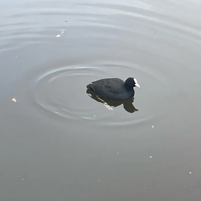 Eurasian Coot