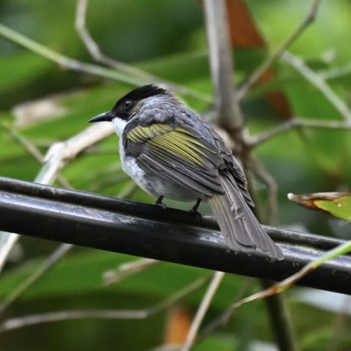 Gespotte Asgrijze buulbuul