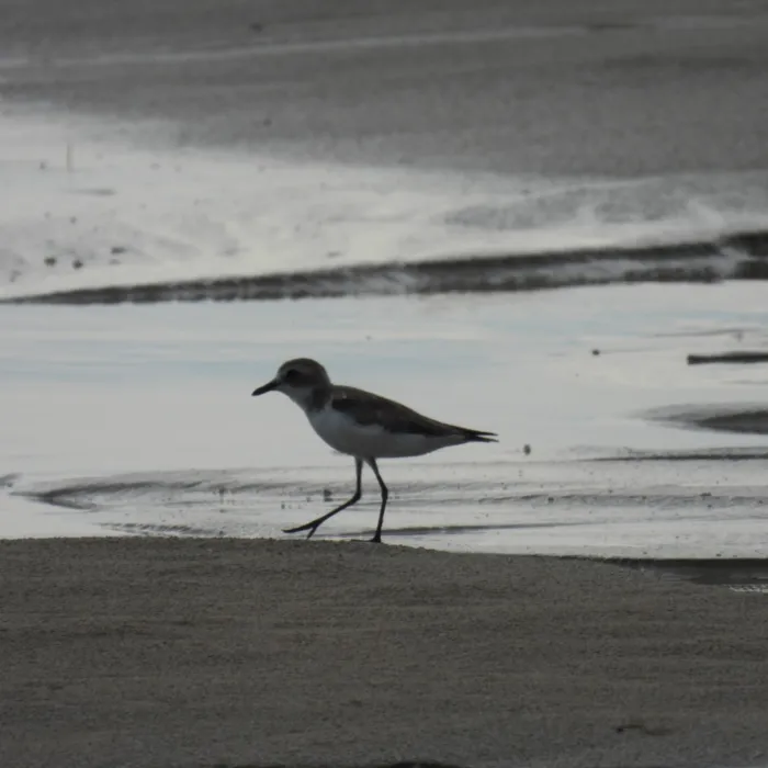 Gespotte Woestijnplevier