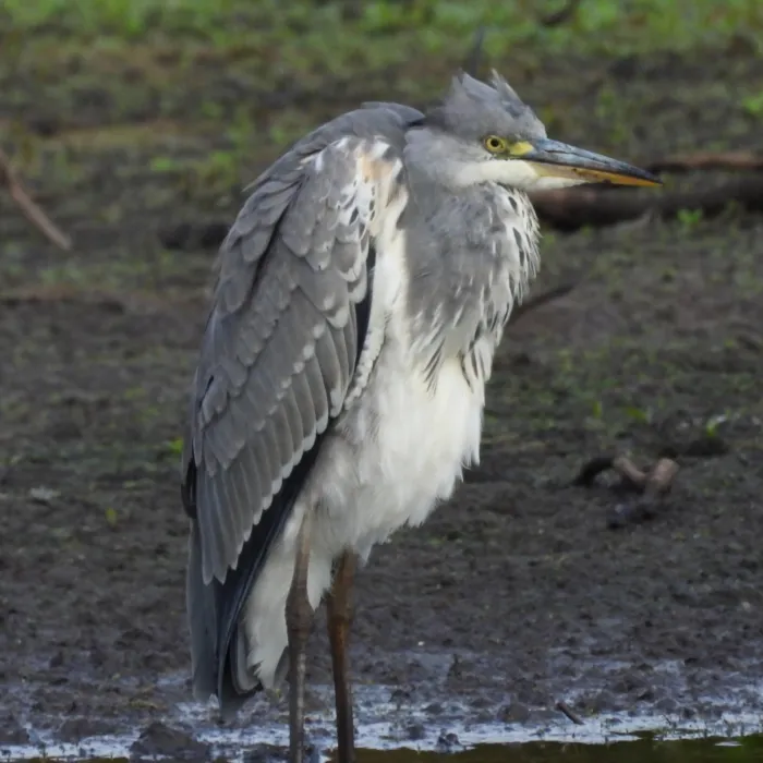 Waargenomen Blauwe reiger
