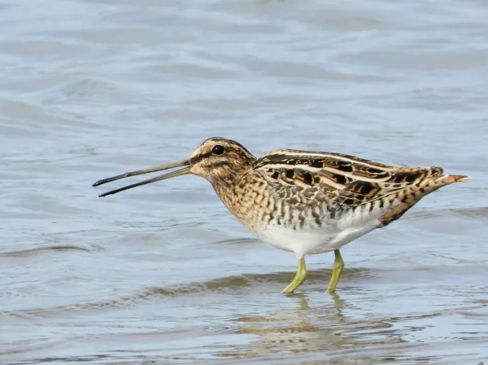 Spotted Common Snipe