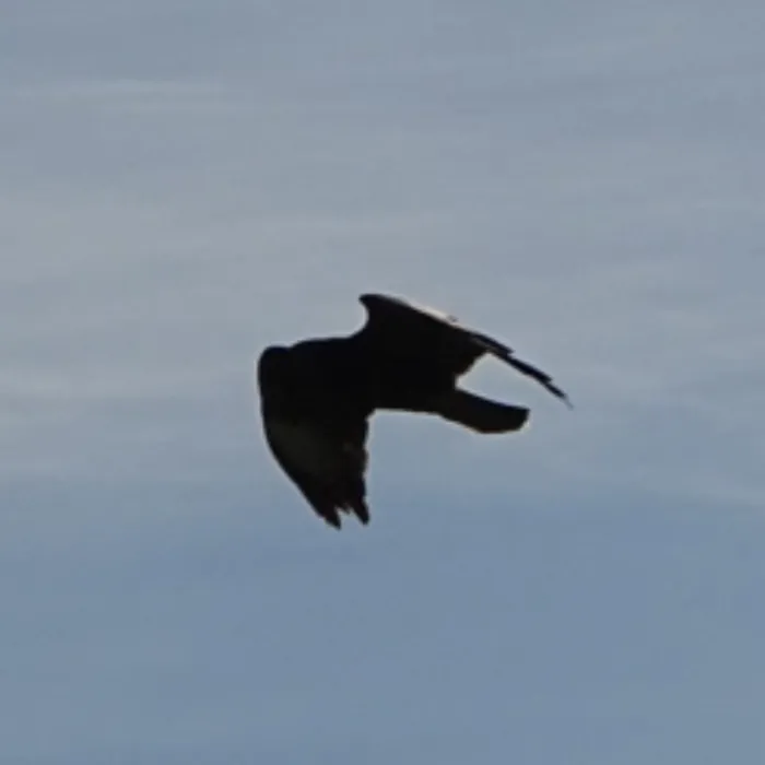 Waargenomen Buizerd