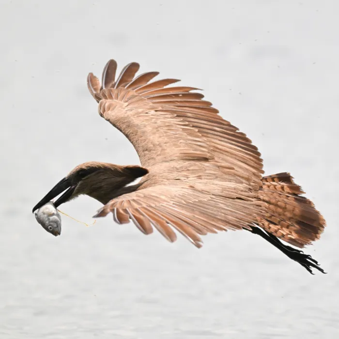 Waargenomen Hamerkop