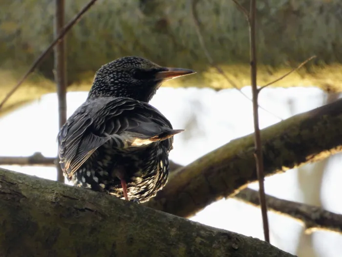 Spotted European Starling