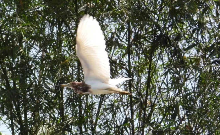Gespotte Chinese ralreiger