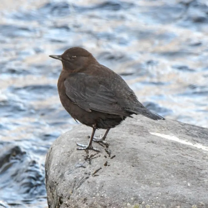 Spotted Brown Dipper