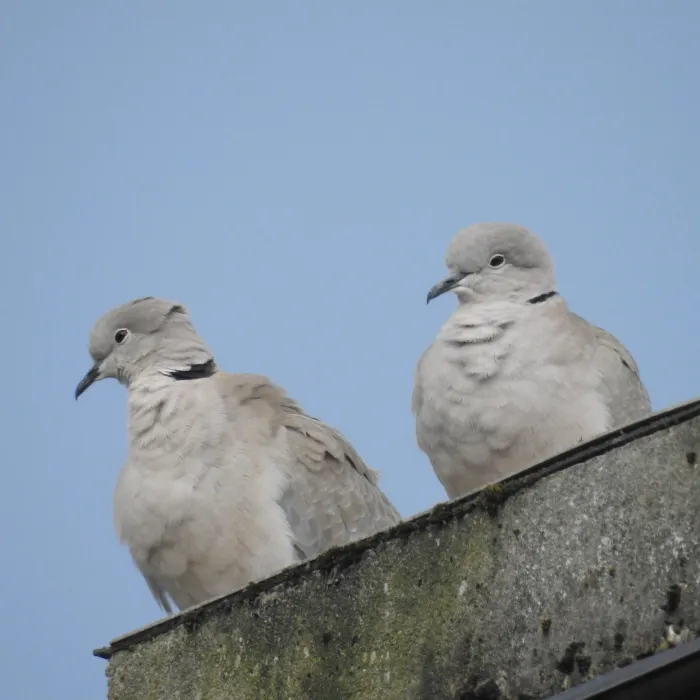 Gespotte Turkse tortel