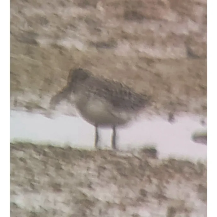 Broad-billed Sandpiper