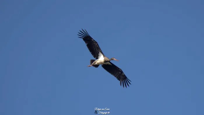 Spotted Black Stork