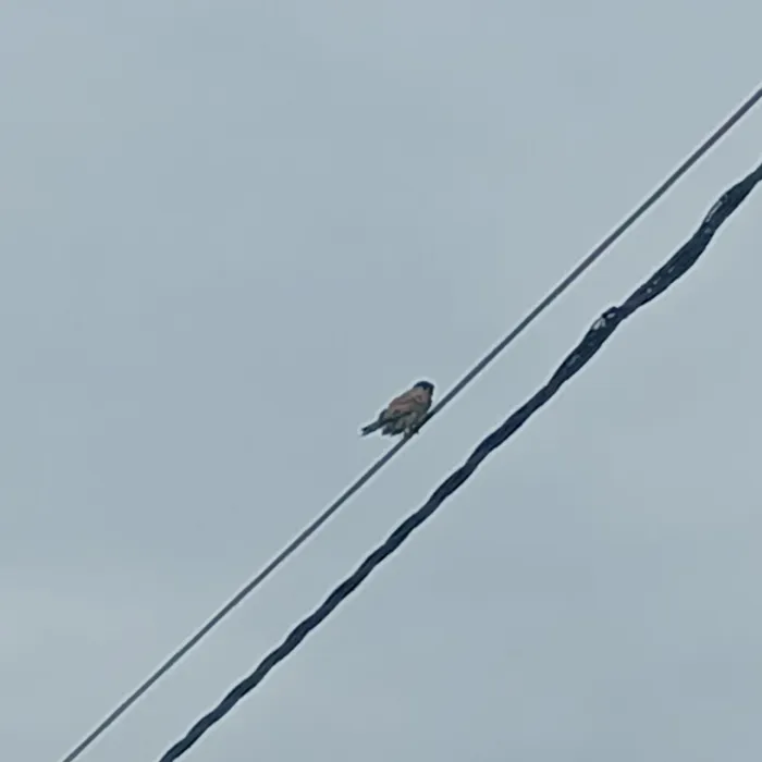 Spotted Eurasian Kestrel