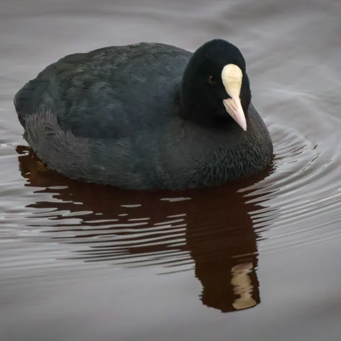 Spotted Eurasian Coot