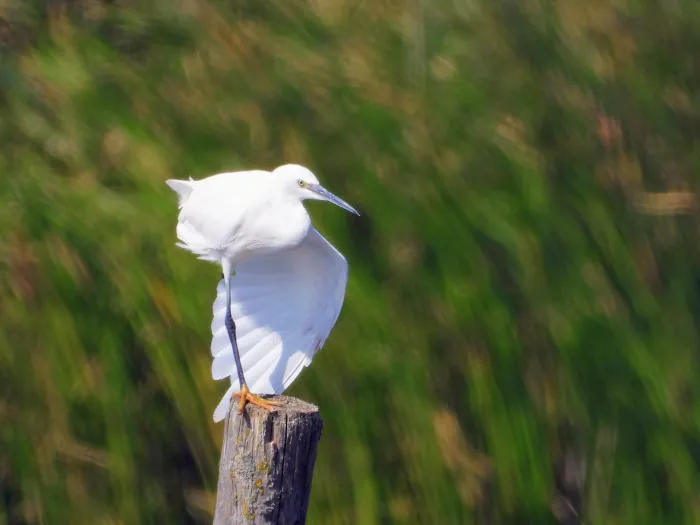Waargenomen Kleine zilverreiger