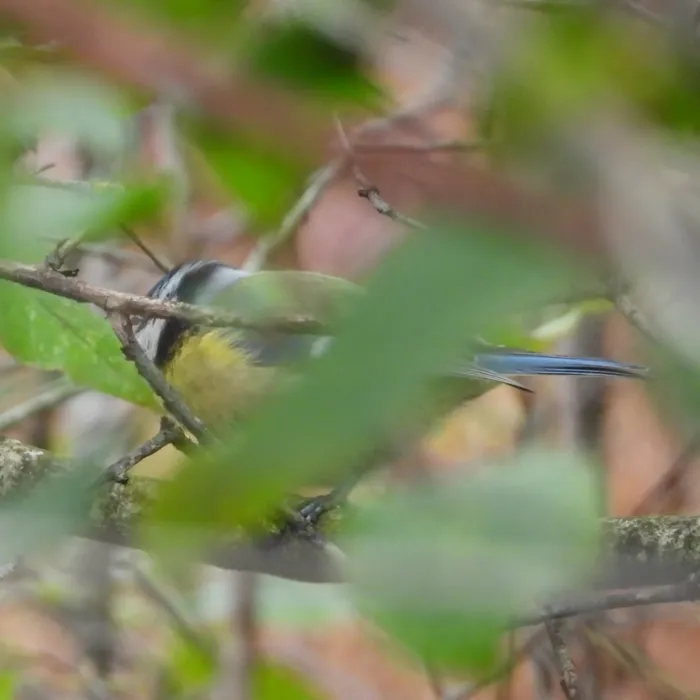 Spotted Eurasian Blue Tit
