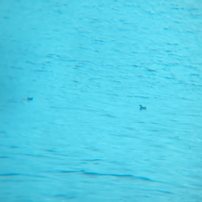 Spotted Marbled Murrelet