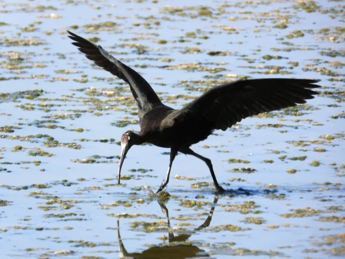 Waargenomen Zwarte ibis