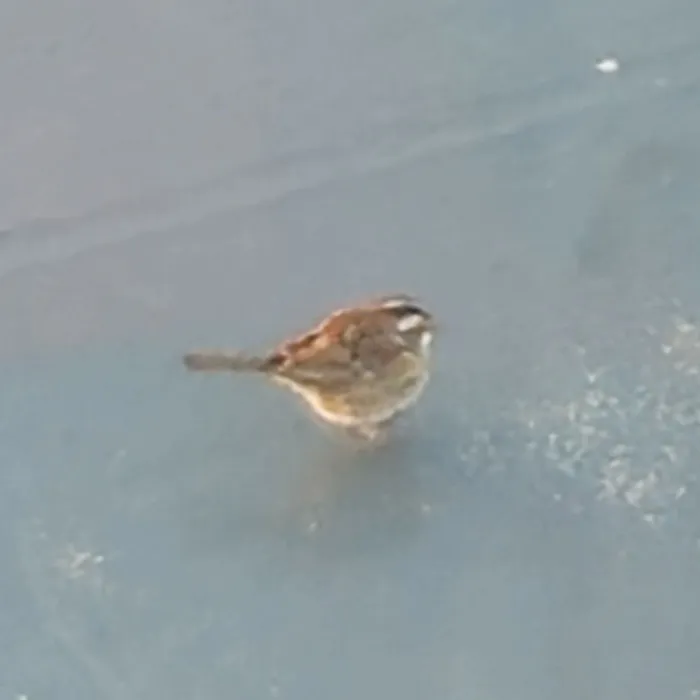 Spotted White-throated Sparrow