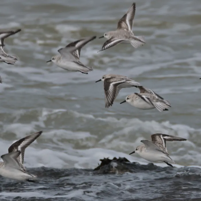 Spotted Sanderling