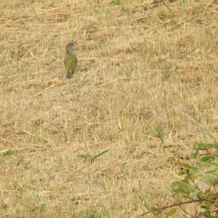Spotted Eurasian Green Woodpecker
