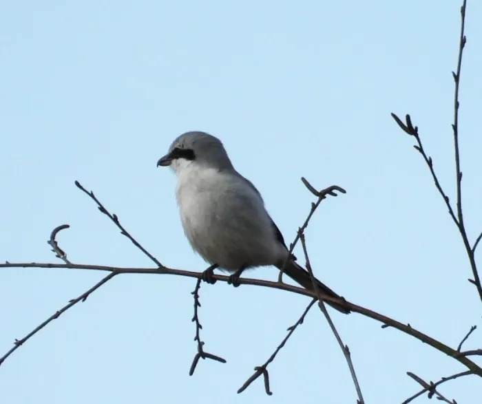 Spotted Great Gray Shrike