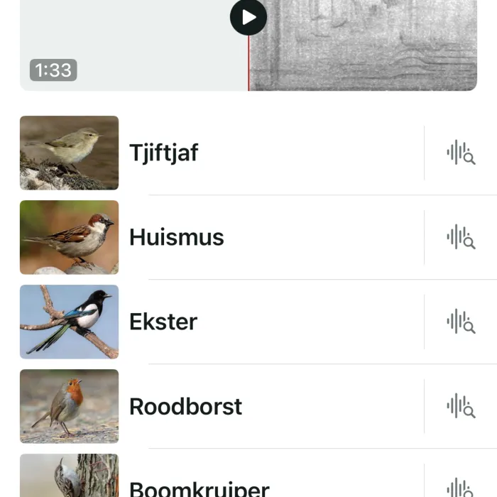 Spotted Eurasian Magpie