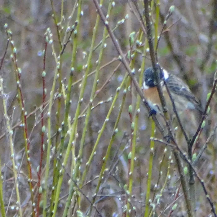 Spotted European Stonechat