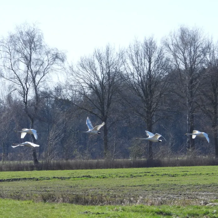 Gespotte Wilde zwaan