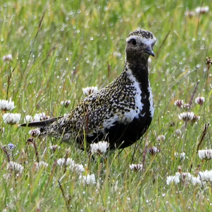 Gespotte Goudplevier