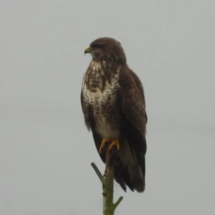 Spotted Common Buzzard