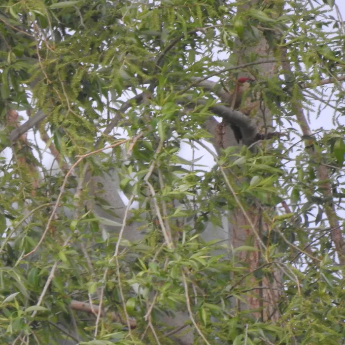 Spotted Eurasian Green Woodpecker