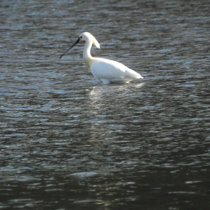 Eurasian Spoonbill