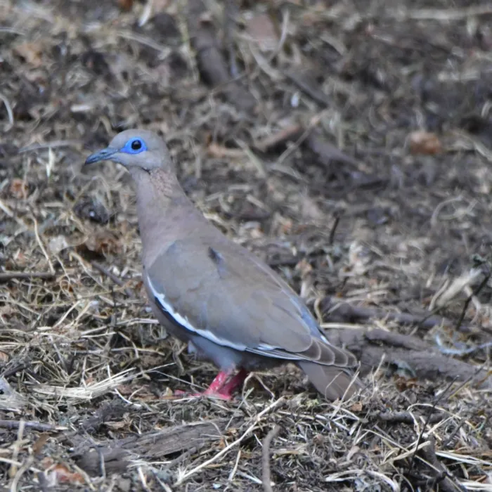 Spotted West Peruvian Dove