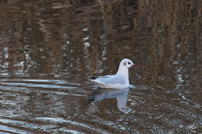 Spotted Black-headed Gull