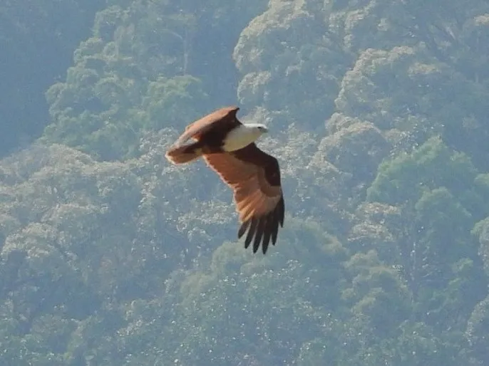 Gespotte Brahmaanse wouw