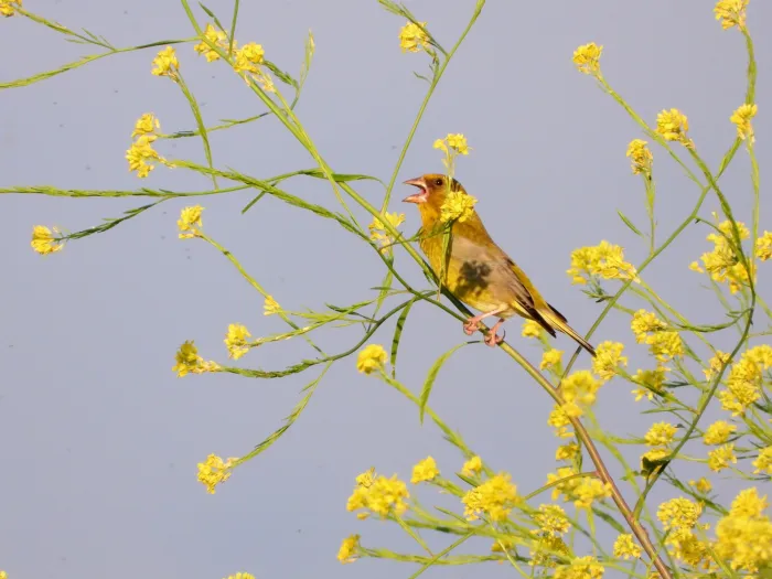 Spotted European Greenfinch