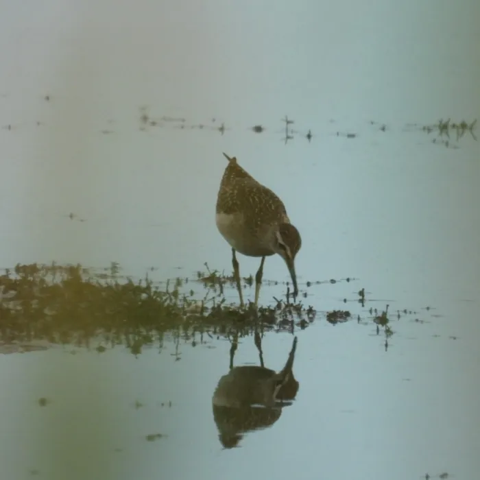 Spotted Wood Sandpiper