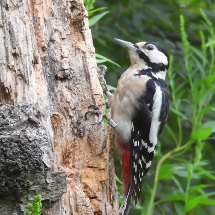 Spotted Great Spotted Woodpecker