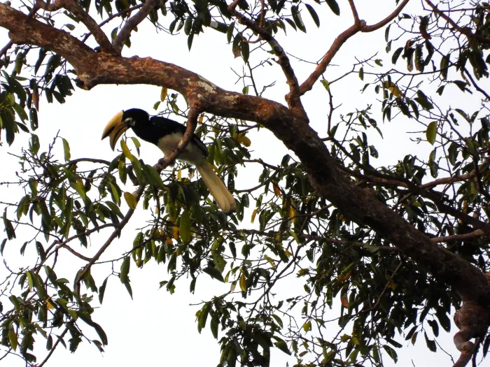 Gespotte Indische neushoornvogel