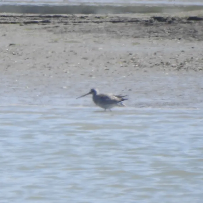 Spotted Bar-tailed Godwit
