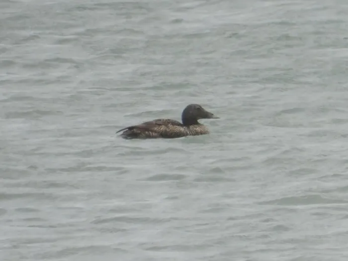 Waargenomen Eider