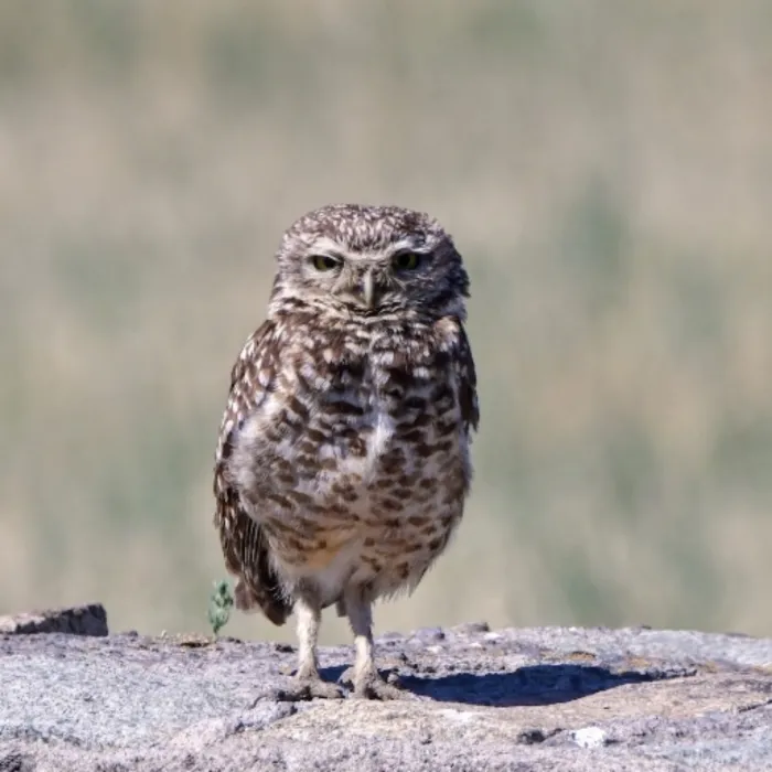 Spotted Burrowing Owl