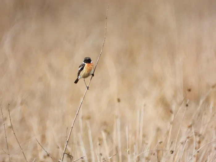 Gespotte Roodborsttapuit
