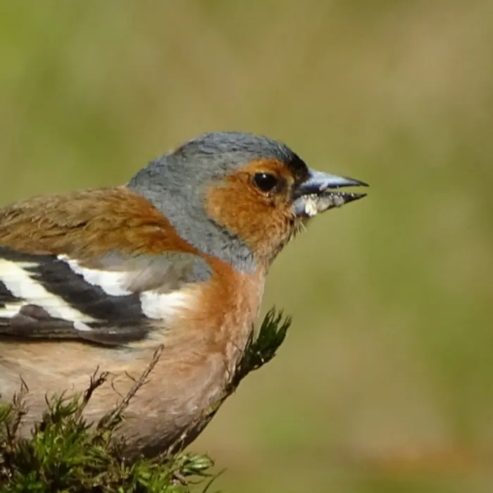 Gespotte Vink